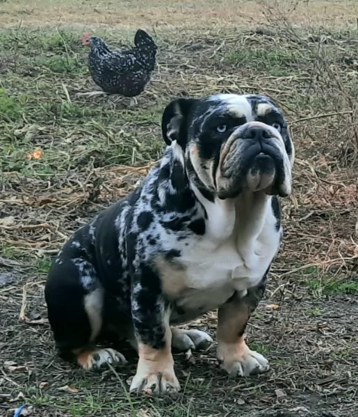 Bulldog inglese cucciolo | Foto 0