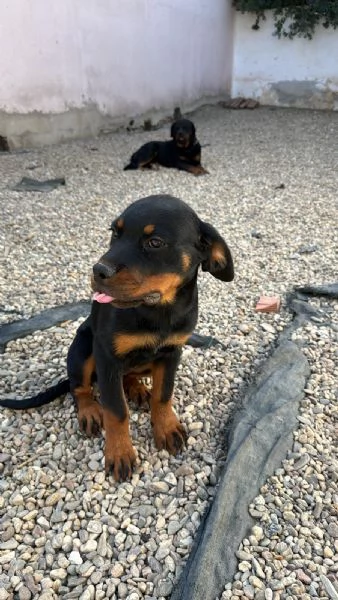 Rottweiler cuccioli maschio e femmina puri