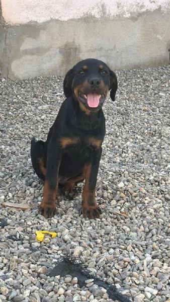 Rottweiler cuccioli maschio e femmina puri | Foto 3