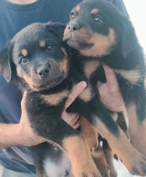 Rottweiler cuccioli maschio e femmina puri | Foto 2