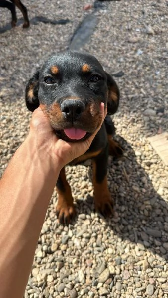 Rottweiler cuccioli maschio e femmina puri | Foto 0