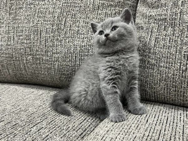 Gatti British shorthair | Foto 0