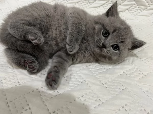 British Shorthair aspetta casa