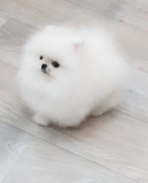 CUCCIOLI DI POMERANIA BIANCHI  | Foto 0