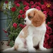  REGALO CAVALIER KING