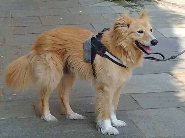 REGALO CANE INCROCIO TRA GOLDEN RETRIEVER E BORDER COLLIE