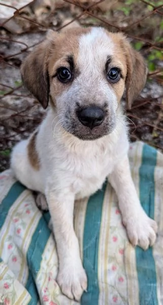 Cuccioli in cerca di famiglia | Foto 2