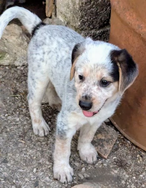 Cuccioli in cerca di famiglia | Foto 1