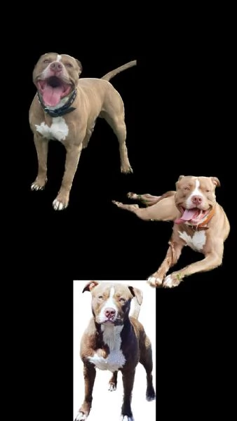 American pitbull terrier | Foto 1