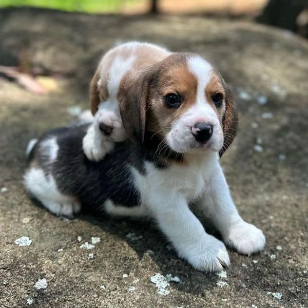 Dolci cuccioli di Beagle maschi e femmine | Foto 0