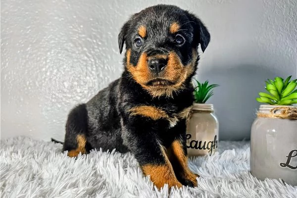 CUCCIOLI DI ROTTWEILER DI RAZZA