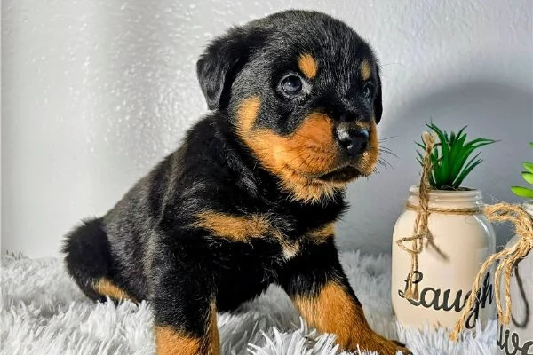 CUCCIOLI DI ROTTWEILER DI RAZZA | Foto 1