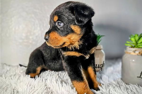 CUCCIOLI DI ROTTWEILER DI RAZZA | Foto 0