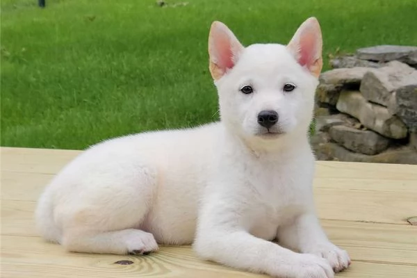 Cuccioli di Shiba Inu / In adozione | Foto 2