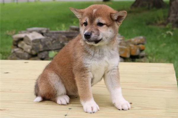 Cuccioli di Shiba Inu / In adozione