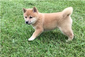 Cuccioli di Shiba Inu / In adozione +34~633~502~370 | Foto 0