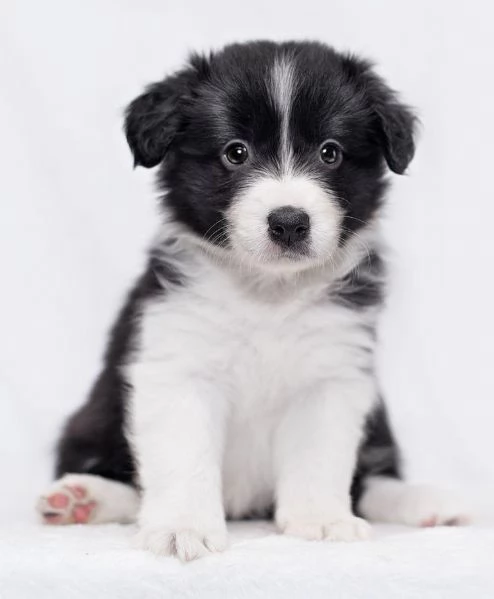 Cuccioli di Border Collie.. +34~633~502~370