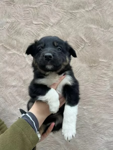 Cuccioli di Border Collie... Pura razza pronta ora! | Foto 1