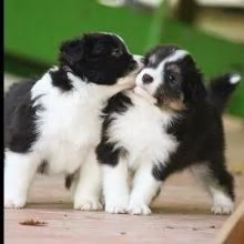 Cuccioli di Border Collie... Pura razza pronta ora! | Foto 0