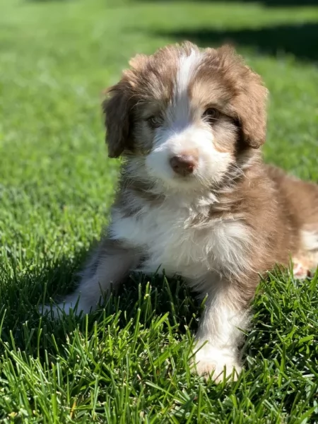 Cuccioli di Border Collie... Pura razza pronta ora!