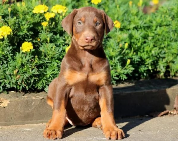 Cuccioli di Dobermann