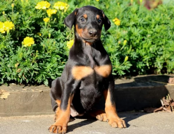 Cuccioli di Dobermann 034~633~502~370