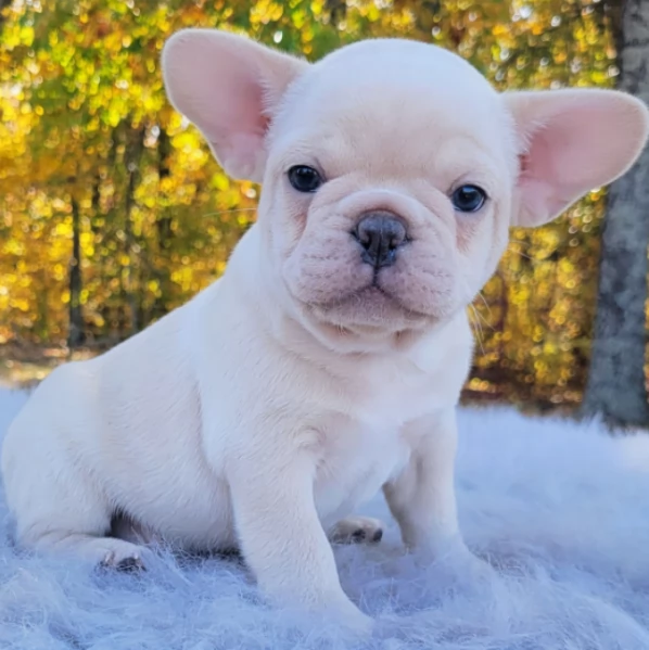 Cuccioli di Bulldog francese!! [+32~633~502~370]