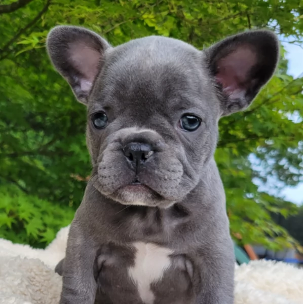 Cuccioli di Bulldog francese!! | Foto 1