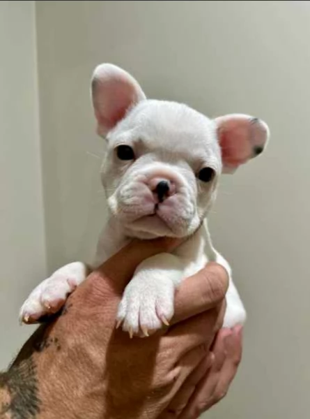 Cuccioli di Bulldog francese!! | Foto 0