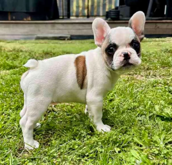 Cuccioli di Bulldog francese!!