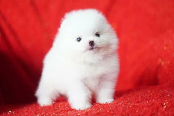 Regalo Cuccioli di Pomerania +34~633~502~370