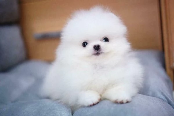 Regalo Cuccioli di Pomerania +34~633~502~370 | Foto 1