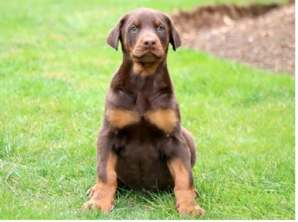 Cuccioli di Dobermann +34~633~502~370