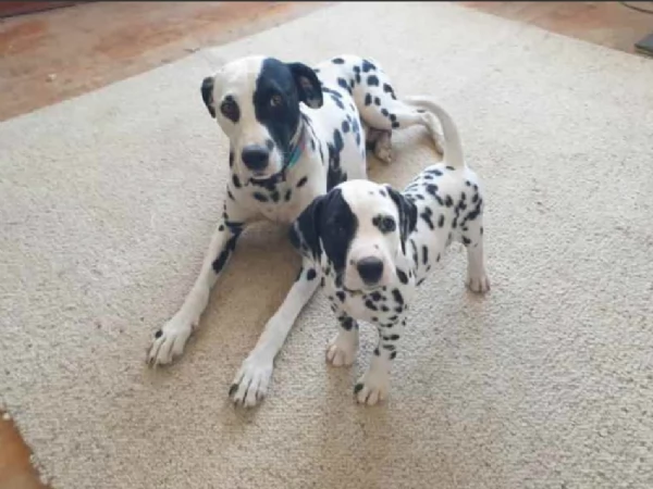 Cuccioli di pedigree Dalmata | Foto 2