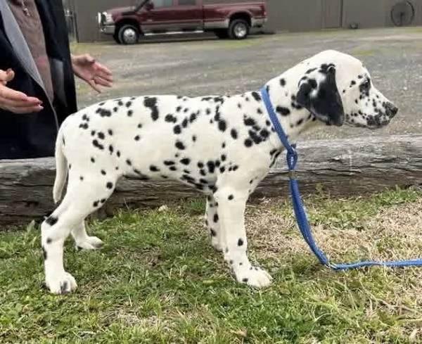 Cuccioli di pedigree Dalmata (+34~633~502~370) | Foto 1