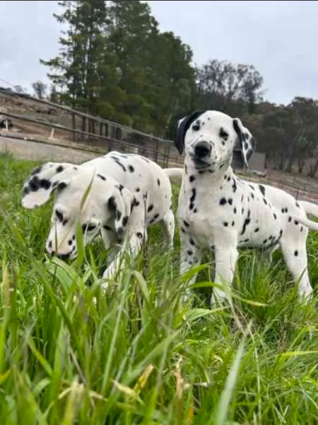 Cuccioli di pedigree Dalmata (+34~633~502~370) | Foto 0