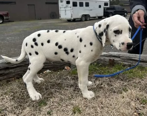 Cuccioli di pedigree Dalmata (+34~633~502~370)