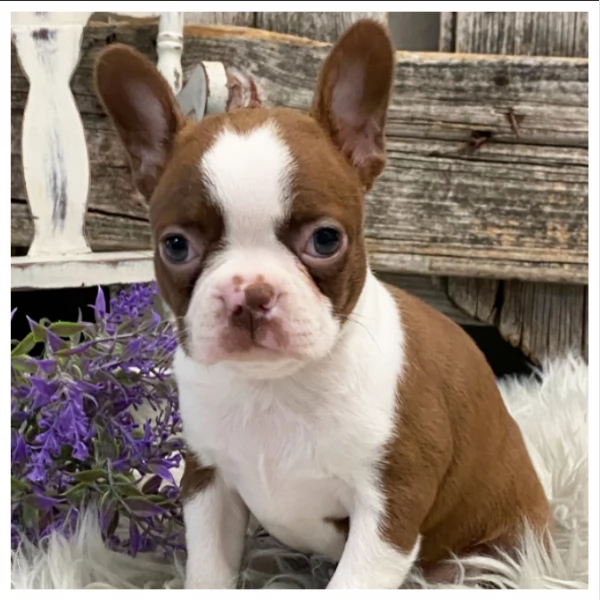 Cuccioli di Boston Terrier di razza pura