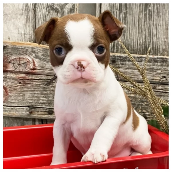 Cuccioli di Boston Terrier di razza pura | Foto 2