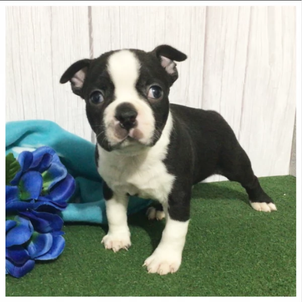 Cuccioli di Boston Terrier di razza pura | Foto 0