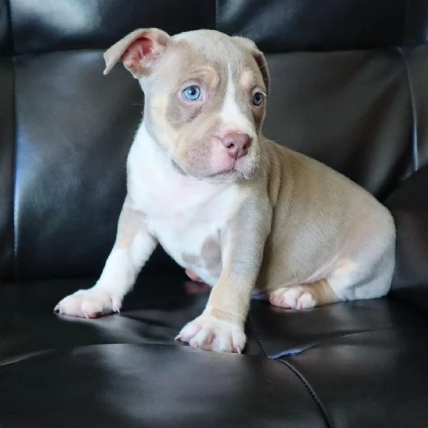  Cuccioli di XL Bully Americano / +34~633~502~370 | Foto 0