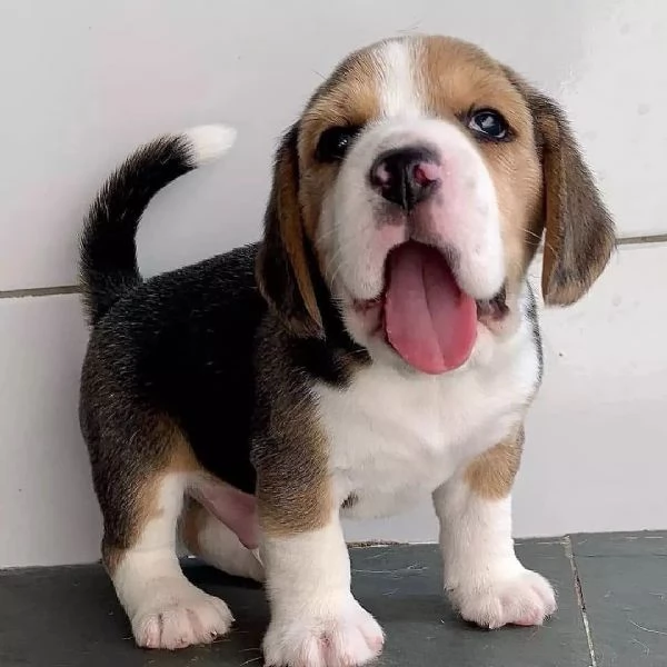 Cuccioli di Beagle di razza | Foto 2