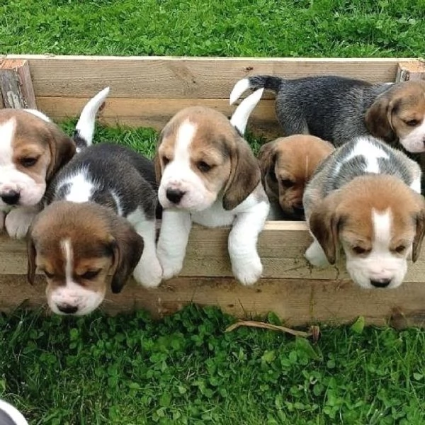 Cuccioli di Beagle di razza | Foto 1