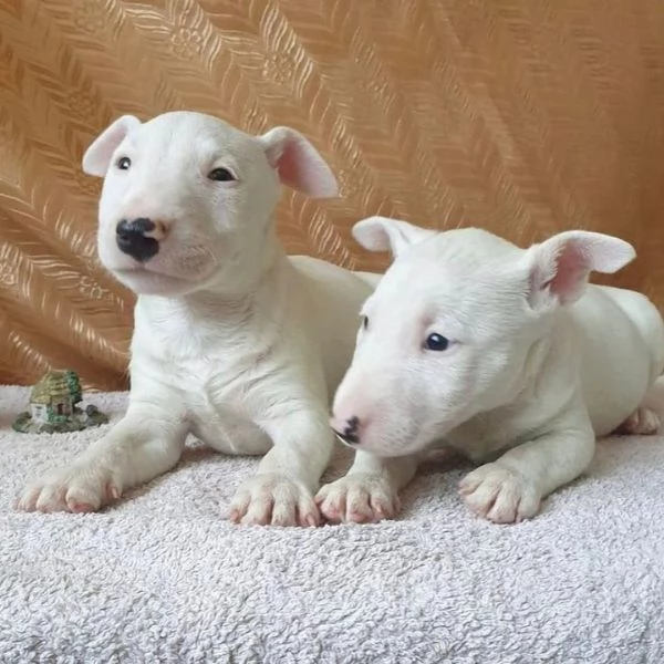 Cuccioli di Bull Terrier +34~633~502~370