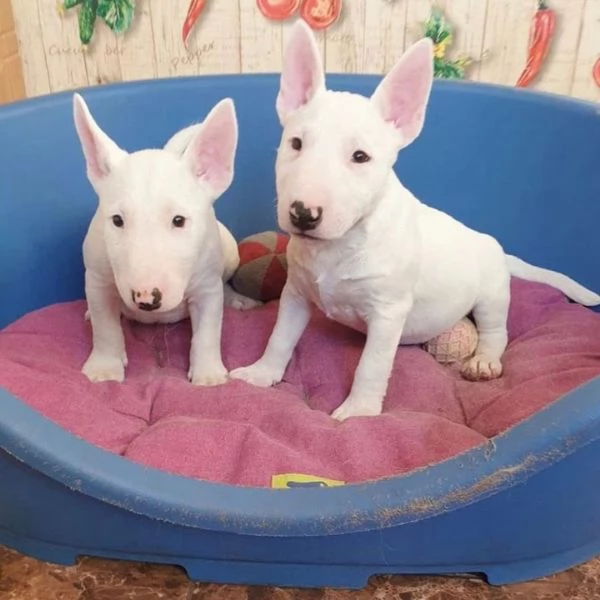 Cuccioli di Bull Terrier +34~633~502~370 | Foto 2