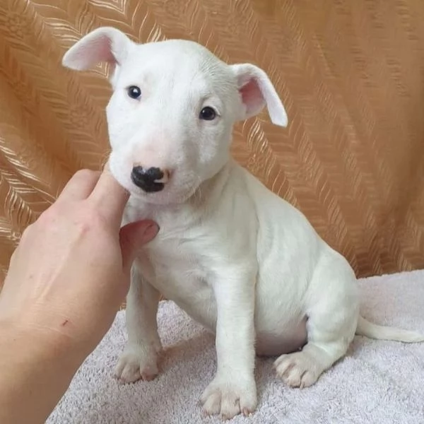 Cuccioli di Bull Terrier +34~633~502~370 | Foto 1