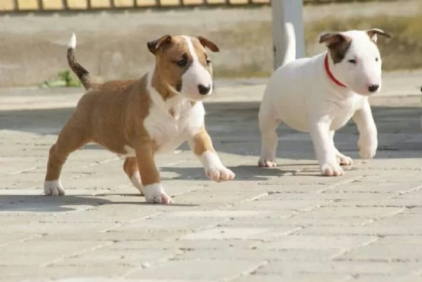 Cuccioli di Bull Terrier +34~633~502~370 | Foto 0