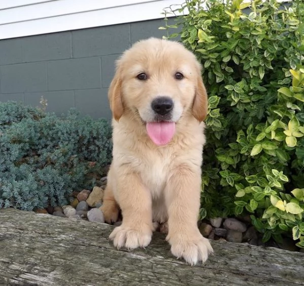 Cuccioli di Golden Retriever  +34~633~502~370