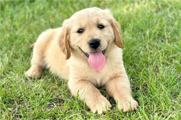 Cuccioli di Golden Retriever 