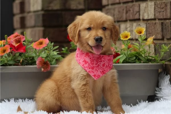 Cuccioli di Golden Retriever  +34~633~502~370 | Foto 1